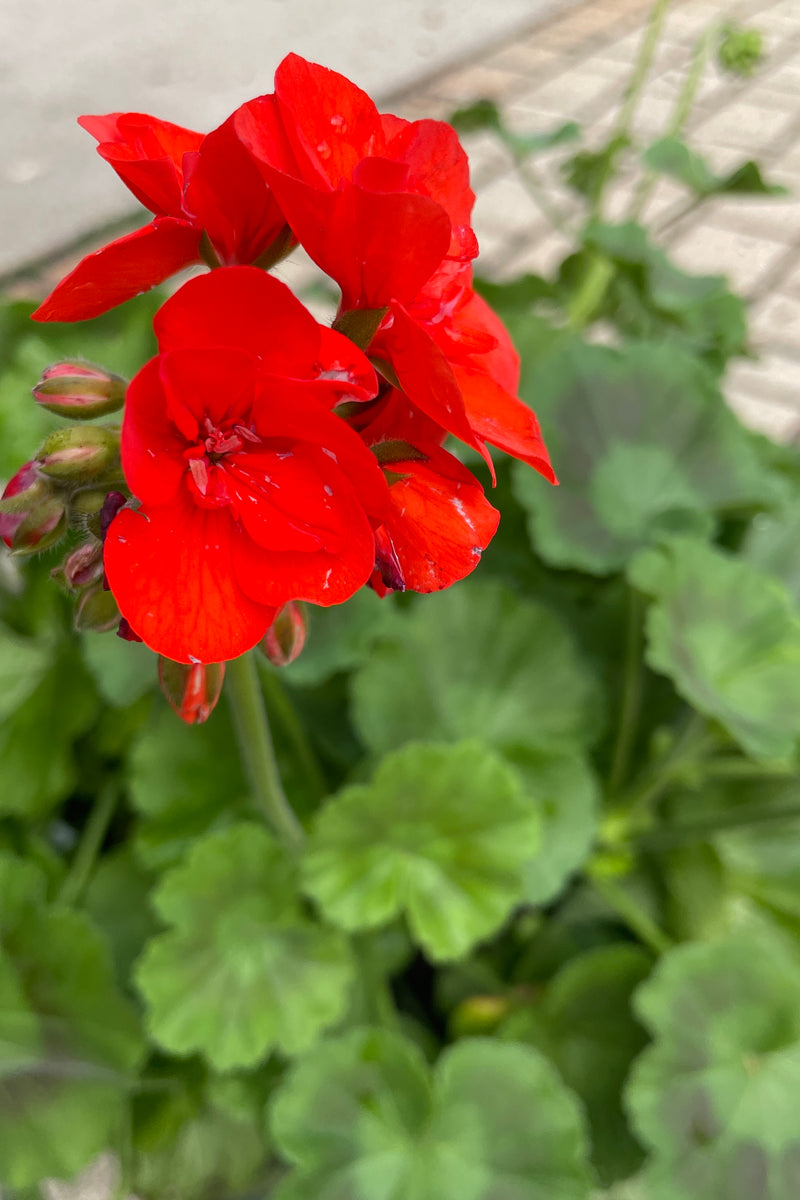 Geranium 'Dynamo Orange' in bloom mid May with vivid red orange blooms at Sprout Home.