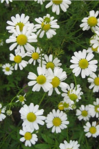 German Chamomile plant with its white flowers in bloom and up close by Hudson Valley Seed Company