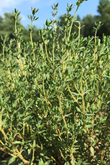 German Thyme plant up close in nature by Hudson Valley Seed Company