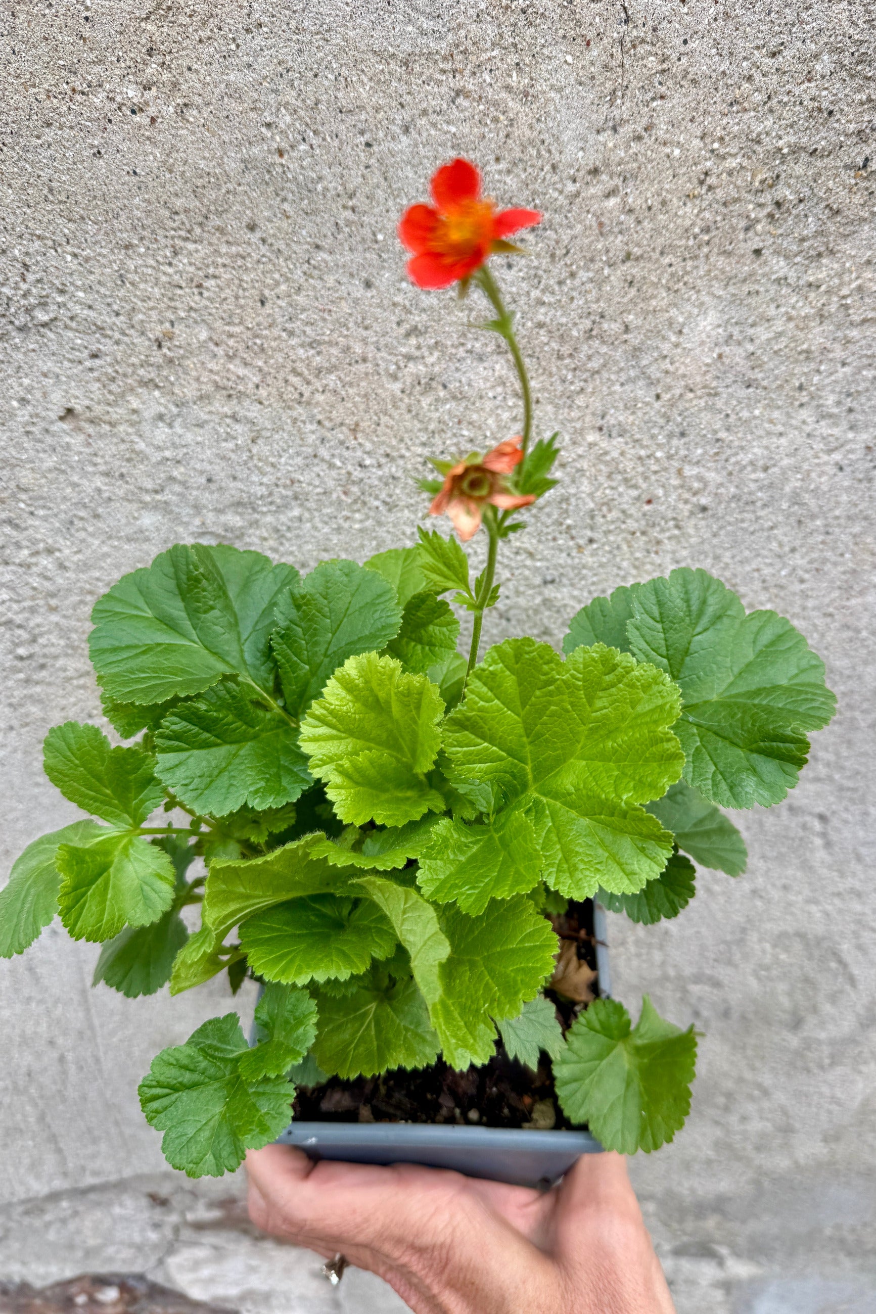 Potted Geum 'Koi' 1qt plant with a red flower the middle of May held against a concrete wall  ©Sprout Home