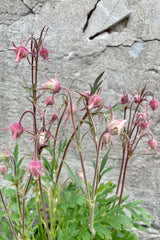 The nodding pick and white flowers of the Geum triflorum in full bloom the beginning of May in front of a concrete wall. 