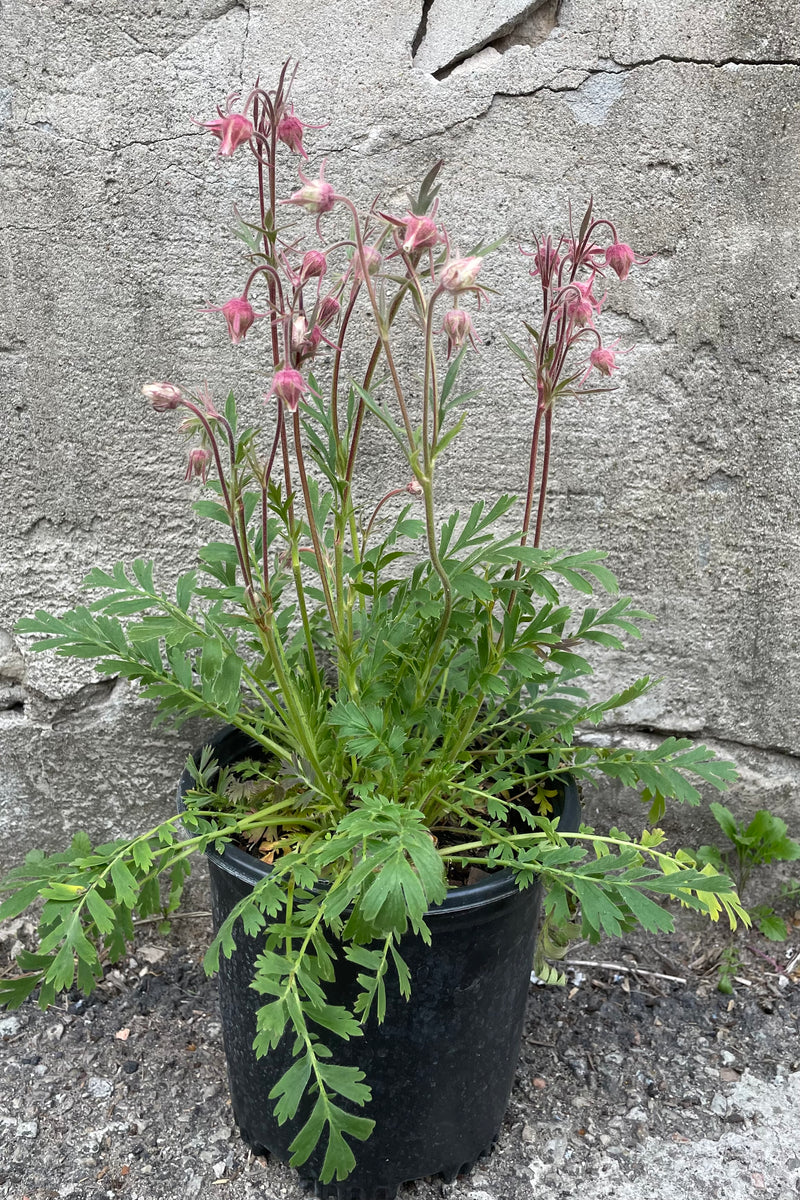 Geum triflorum in a #1 pot in full bloom the beginning of May with its nodding white and pink flowers above soft green foliage.