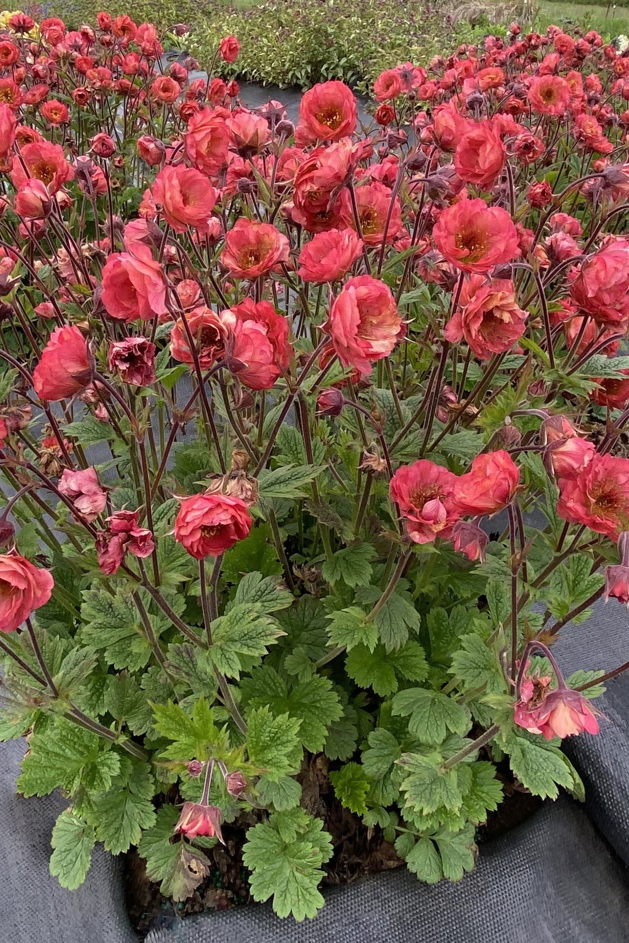 Geum 'Coral Temple' at the growers in a flat in bloom ©Hoffie Nursery