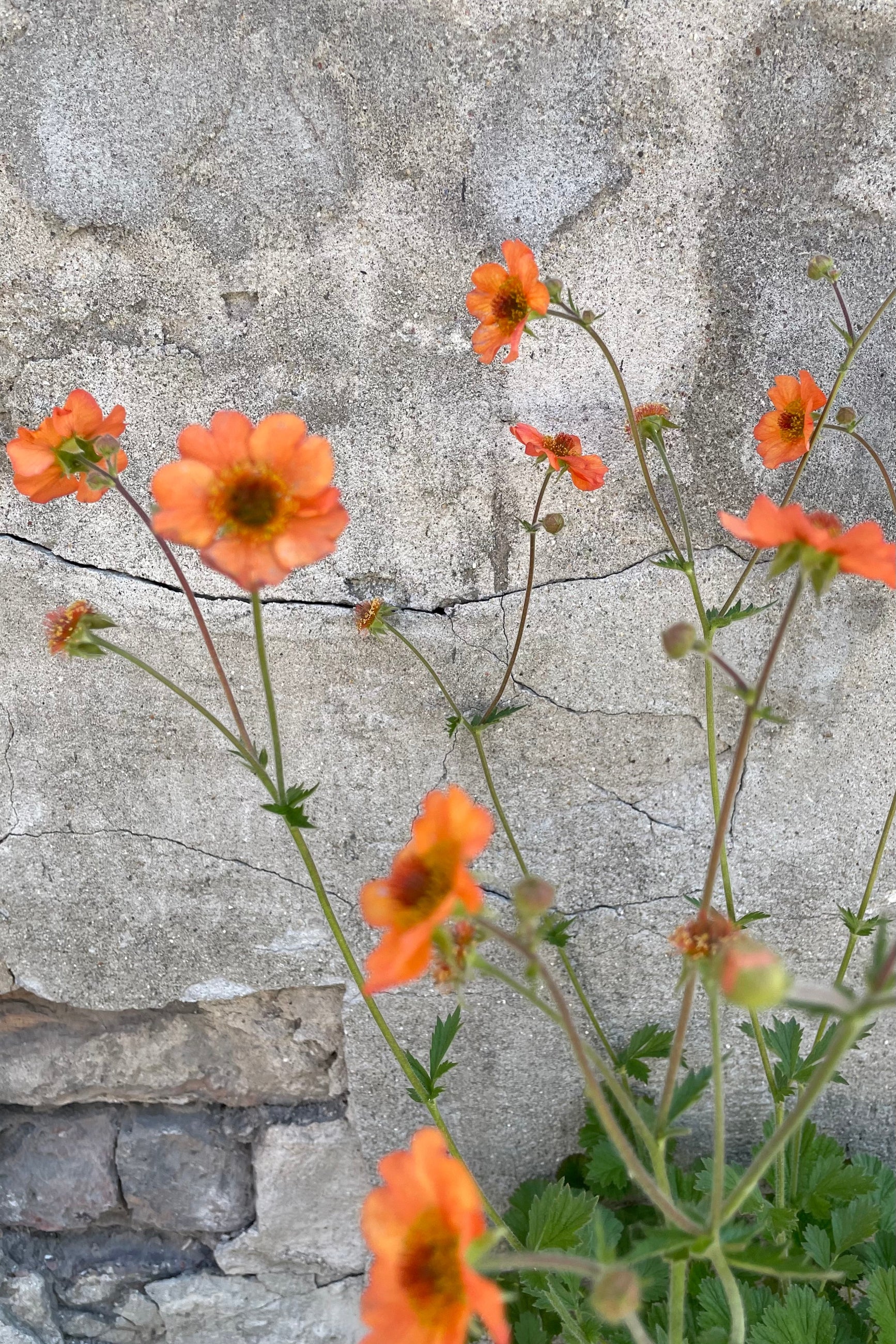 Guem 'Totally Tangerine' in full bloom end of May with multiple orange flowers popping above foliage. ©Sprout Home