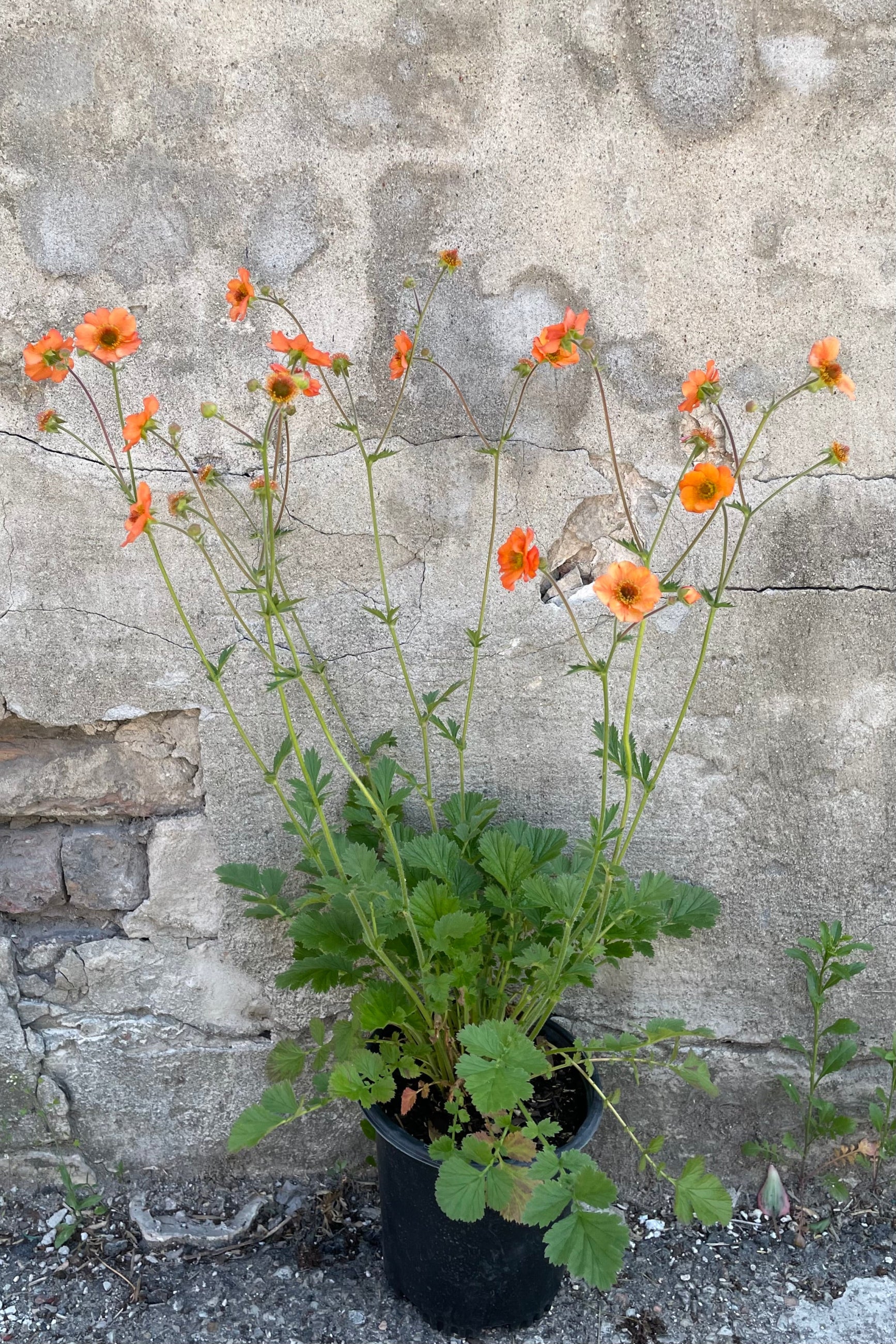 Guem 'Totally Tangerine' in a #1 growers pot the end of May blooming with its orange flowers bobbing above its green foliage.  ©Sprout Home