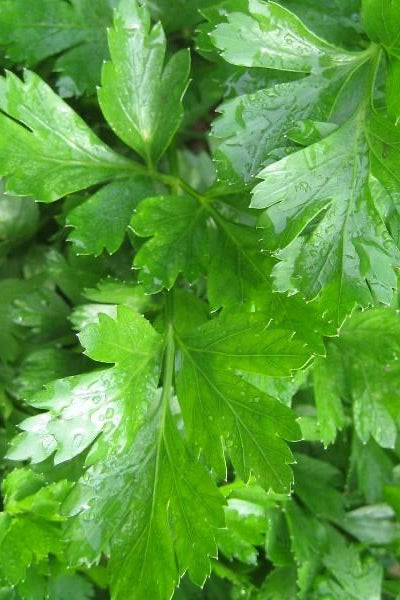 Close-up of fresh green parsley leaves with water droplets.  ©Hudson Valley Seed Co. 