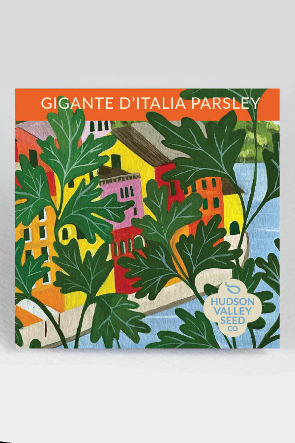 Hudson Valley Seed Co. Gigante d'Italia Parsley Seeds - Thumbnail 2