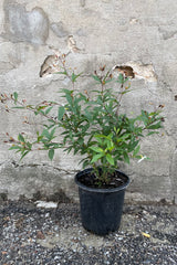Gillenia trifoliata in a #1 growers pot in July against a concrete wall. 