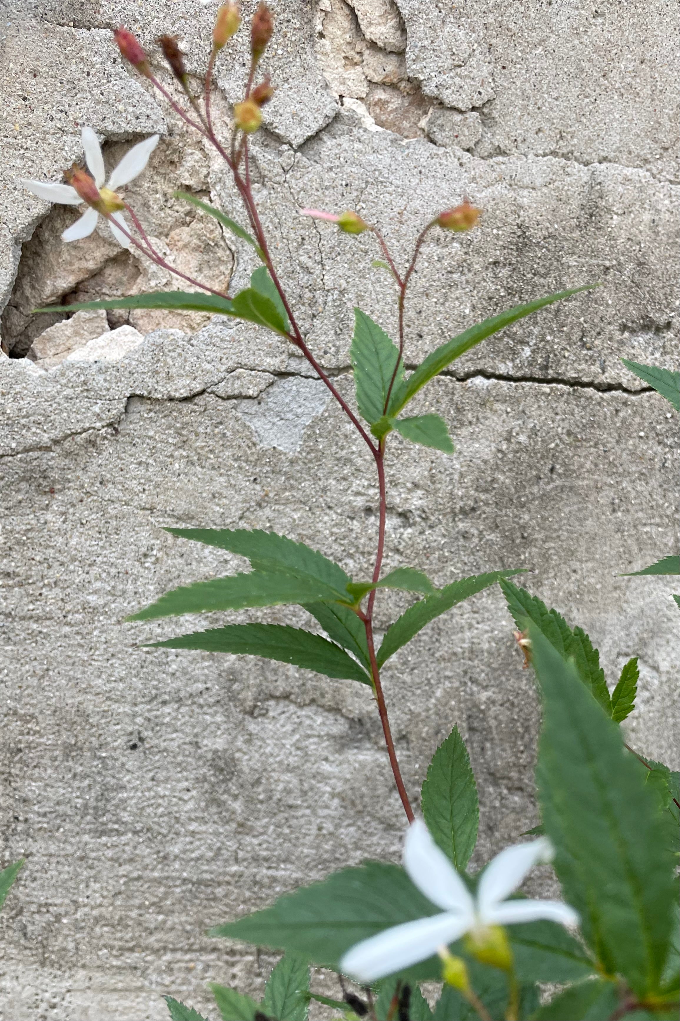 Detail picture of the boom of the Gillenia trifoliata in July