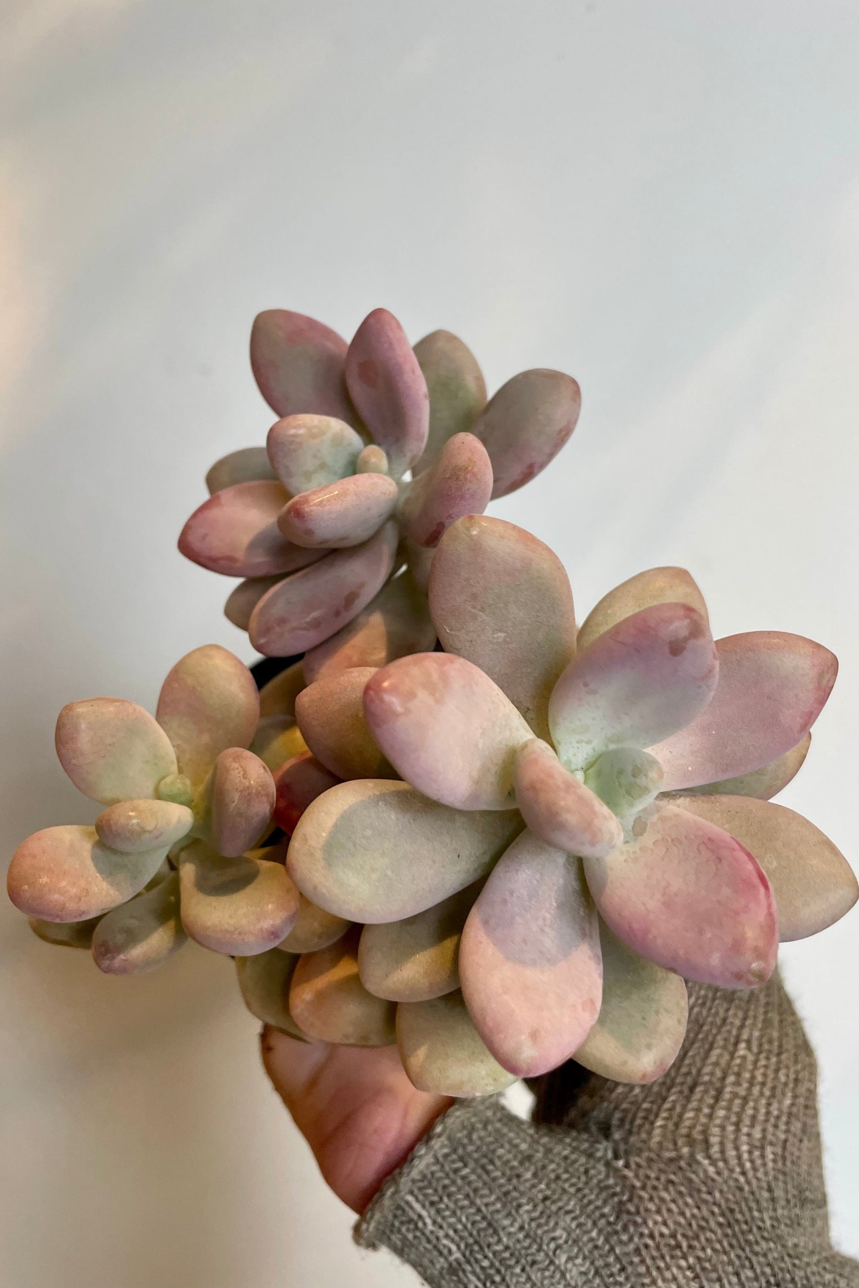 A hand holds a pale purple succulent plant against a gray wall. The hand is wearing gray fingerless gloves and succulent is a Graptopetalum at Sprout Home. ©Sprout Home