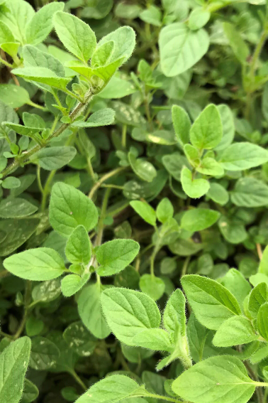 Greek Oregano up close seeing a plethora of leaves by Hudson Valley Seed Company.