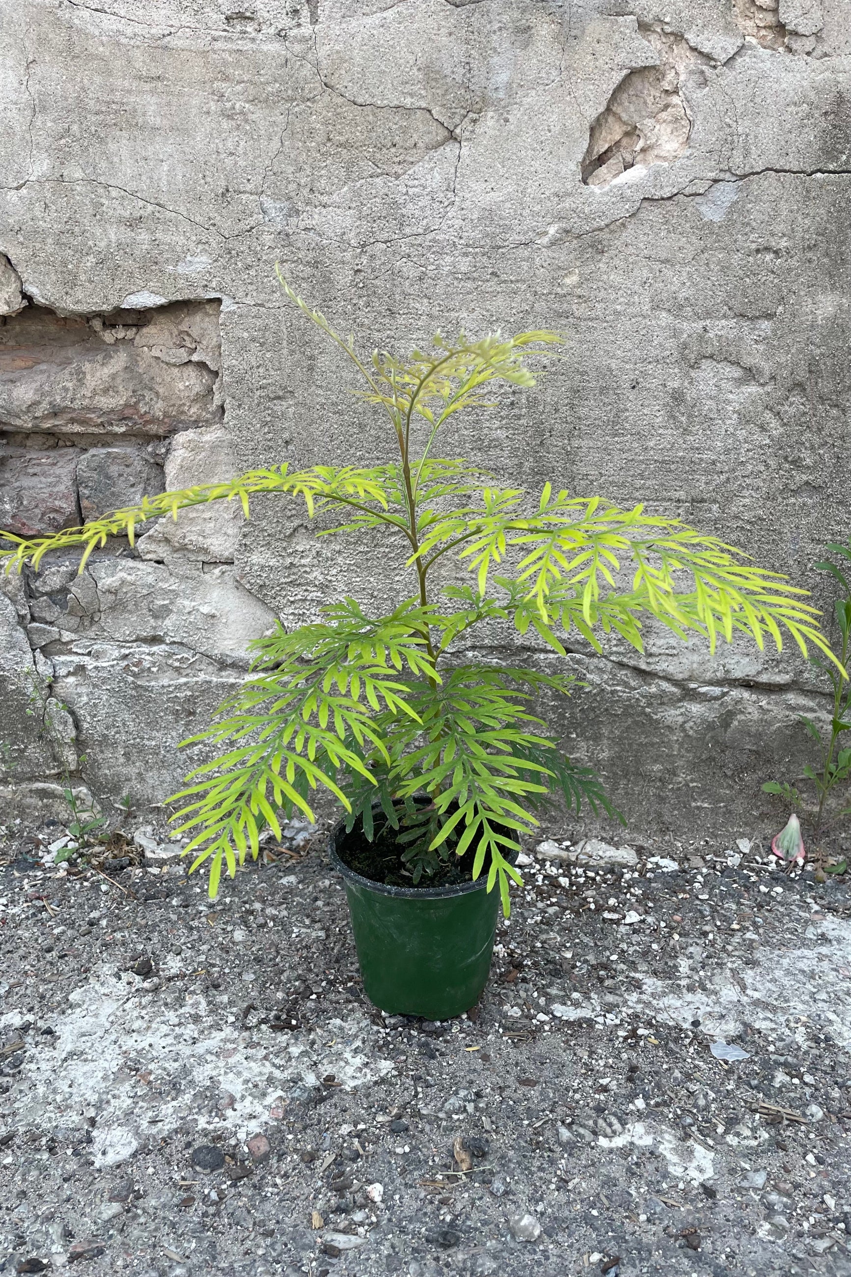 A full view of Grevillea robusta "Silk Oak" 4" in grow pot against concrete backdrop ©Sprout Home