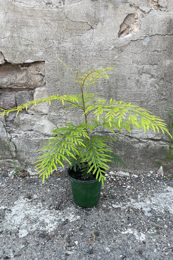 A full view of Grevillea robusta "Silk Oak" 4" in grow pot against concrete backdrop