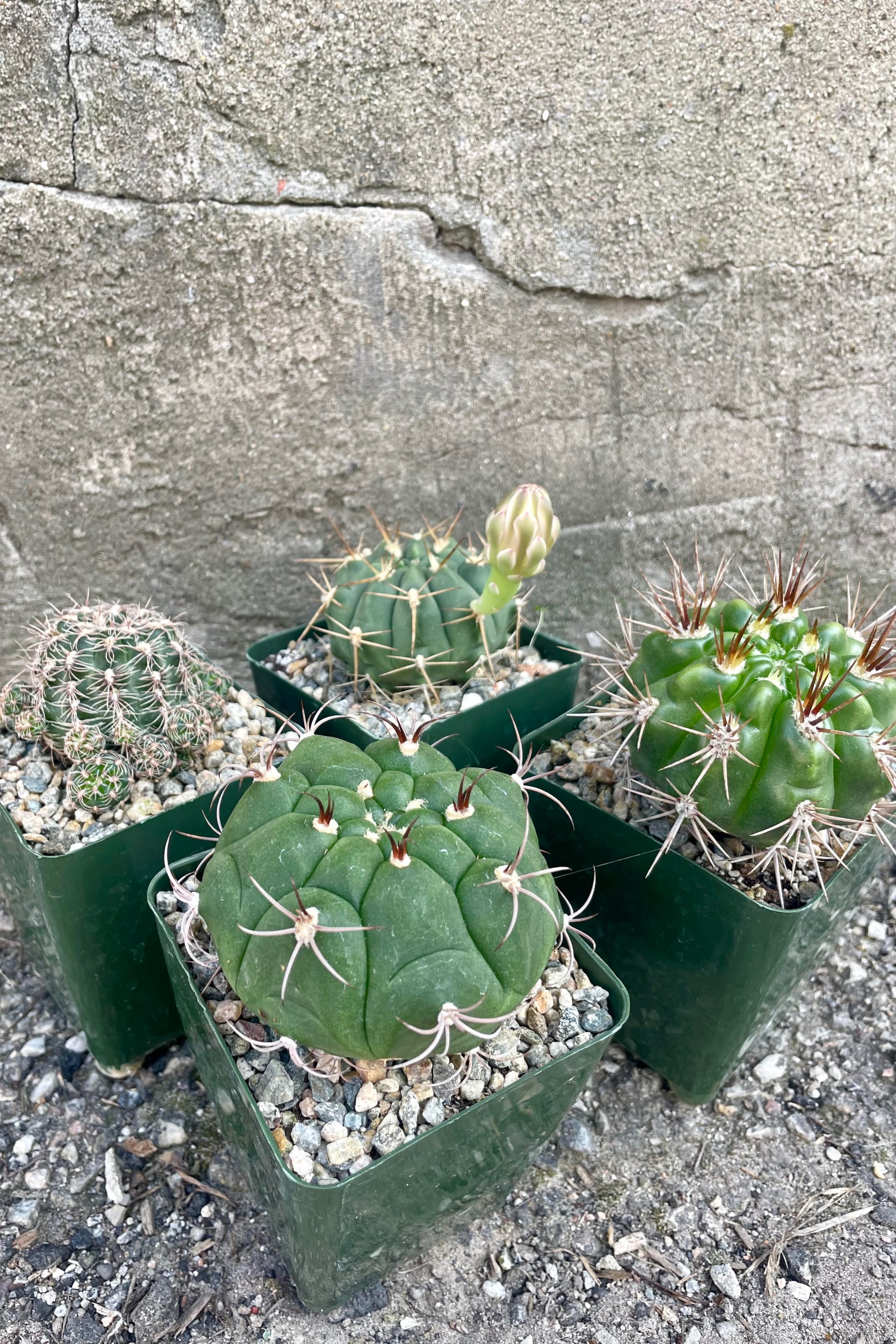 A Photo of four cacti against a cement wall. Each cactus is round in form and in a green, square pot. These are Gymnocalycium or "Chin Cactus." ©Sprout Home