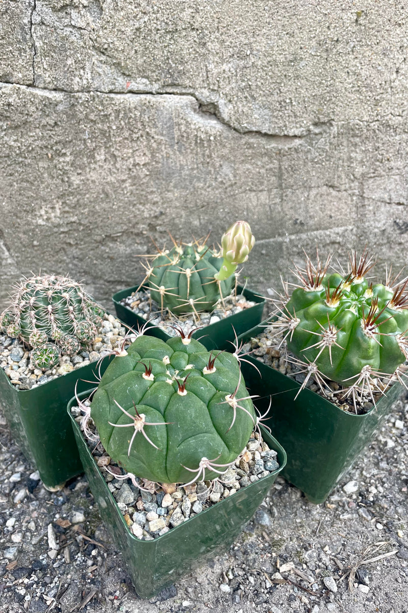 A Photo of four cacti against a cement wall. Each cactus is round in form and in a green, square pot. These are Gymnocalycium or "Chin Cactus."