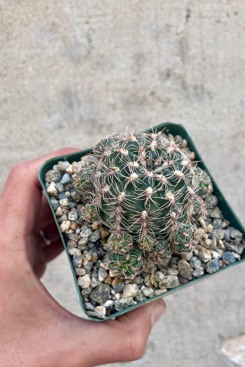 Close photo of a hand holding a Gymnocalycium cactus. The cactus is round with short spikes . The catcus is shown in a square green pot against a cement wall.