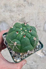 Close photo of a hand holding a Gymnocalycium cactus. The cactus is round with sparse spikes . The catcus is shown in a square green pot against a cement wall.