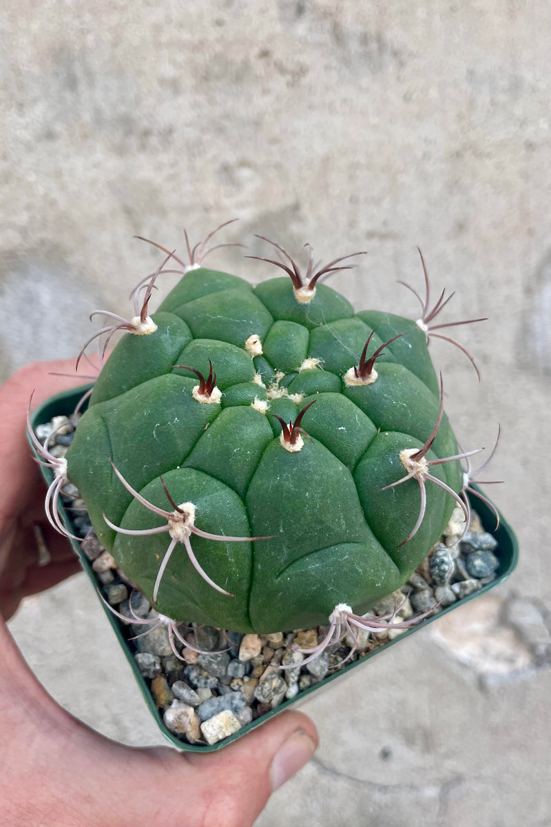 Close photo of a hand holding a Gymnocalycium cactus. The cactus is round with sparse spikes . The catcus is shown in a square green pot against a cement wall.