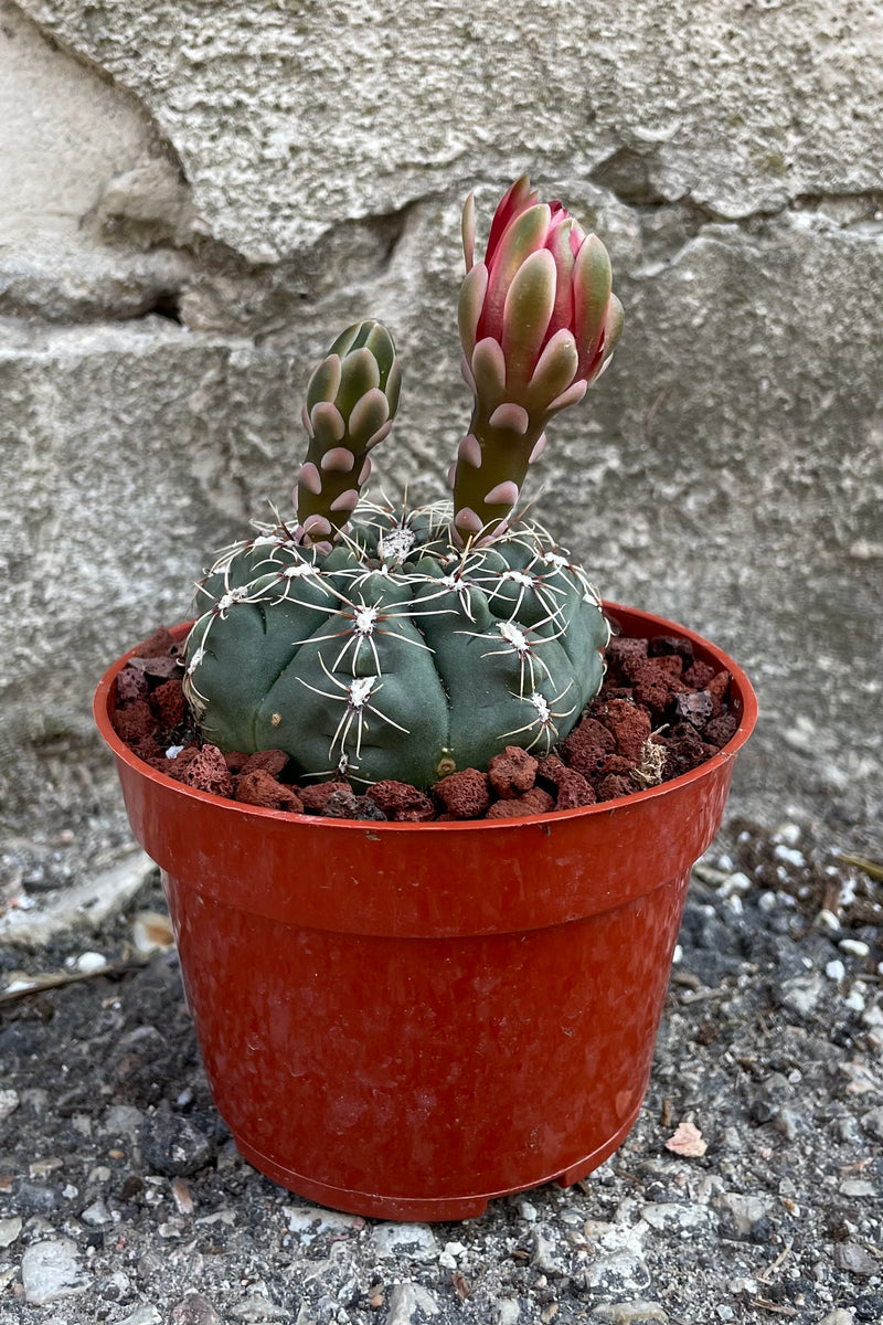 A detailed view of one of the varieties of Gymnocalycium baldianum 4" in grow pot against concrete backdrop