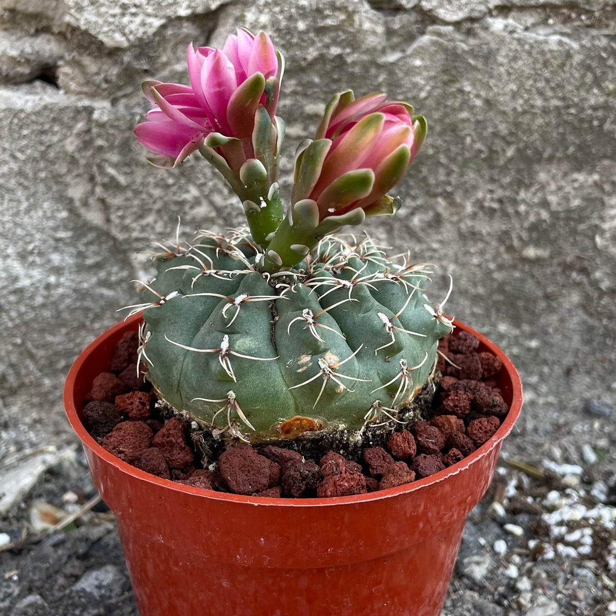 Gymnocalycium baldianum 4