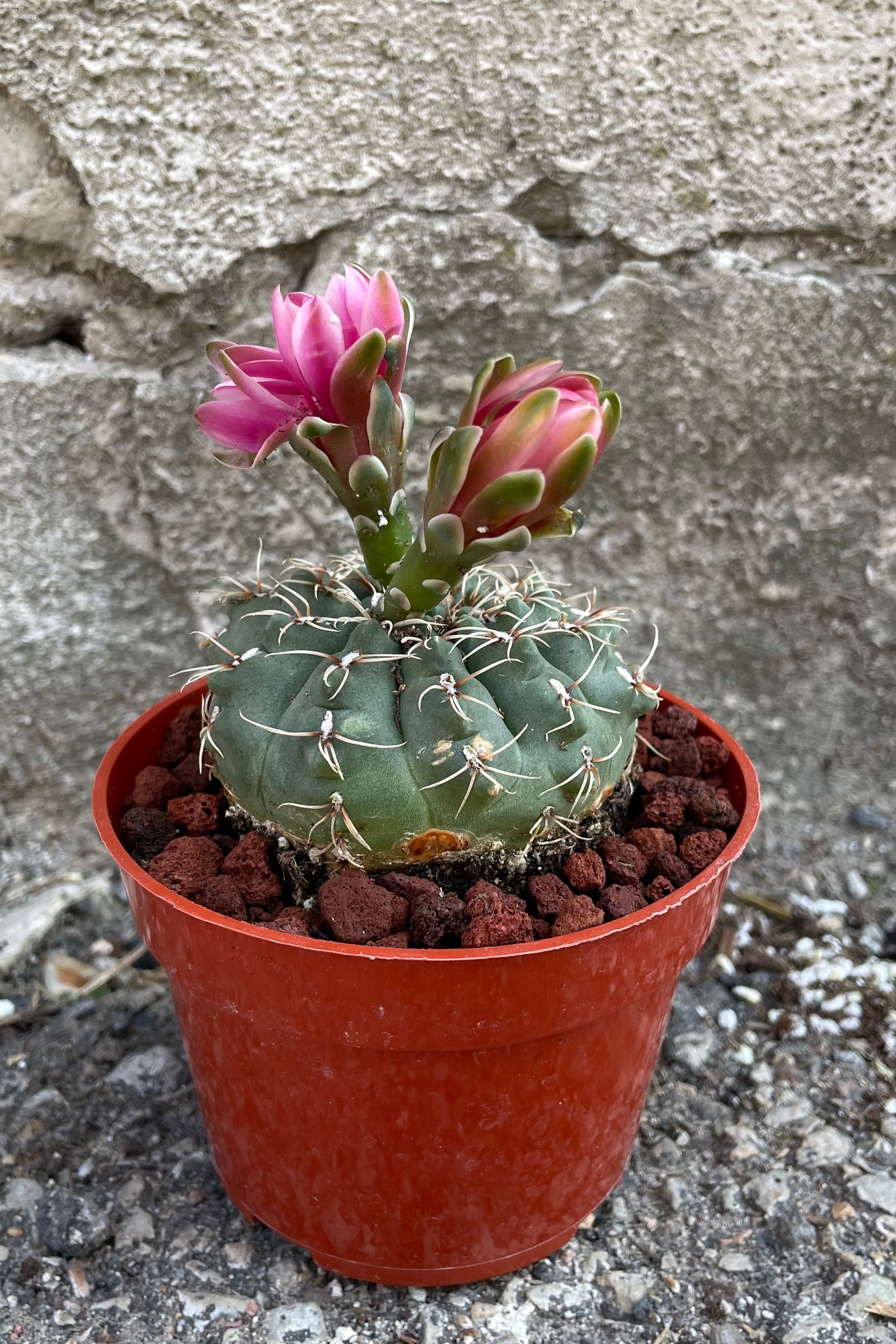 Gymnocalycium baldianum 4"