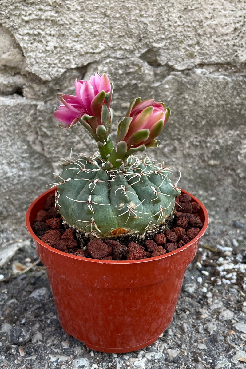 A detailed view of one of the varieties of Gymnocalycium baldianum 4" in grow pot against concrete backdrop