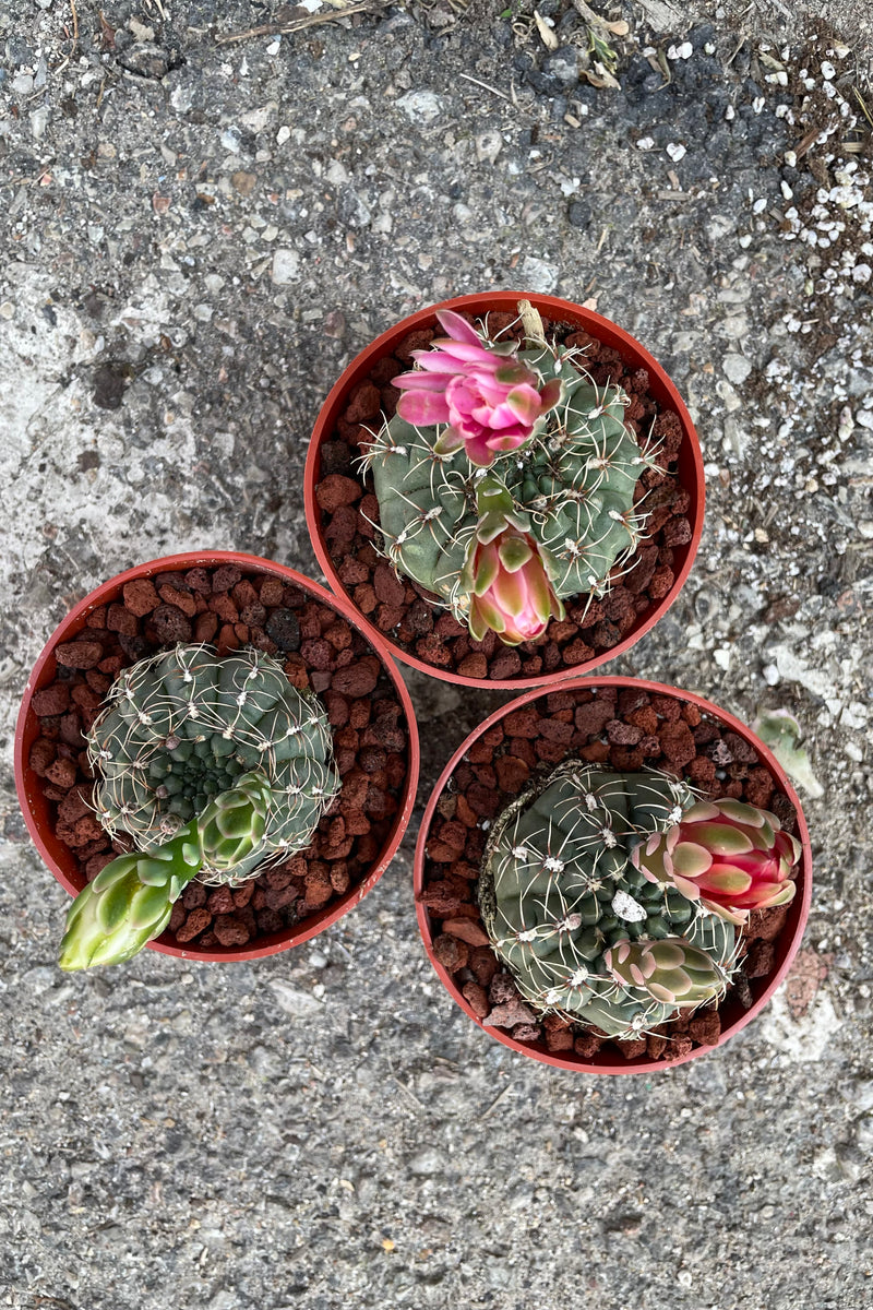 An overhead view of the varied colors of Gymnocalycium baldianum 4" against concrete backdrop