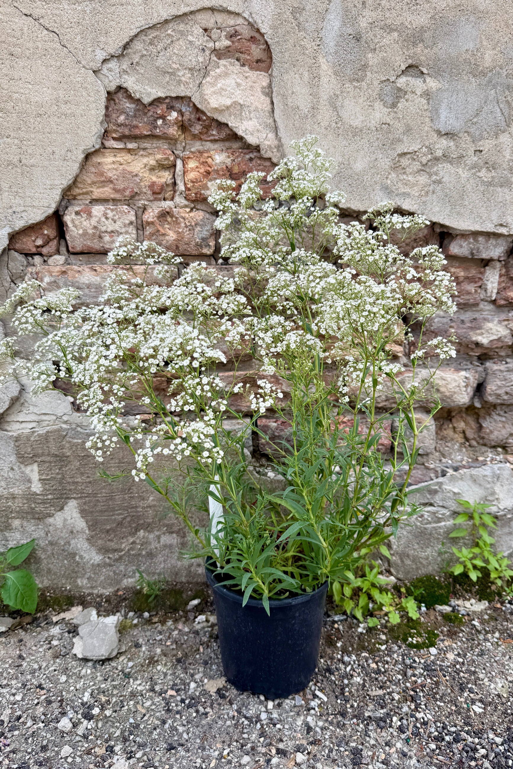 Gypsophila 'Summer Sparkles' in a #1 growers pot the middle of June in bloom with white flowers against a textured stone wall. ©Sprout Home