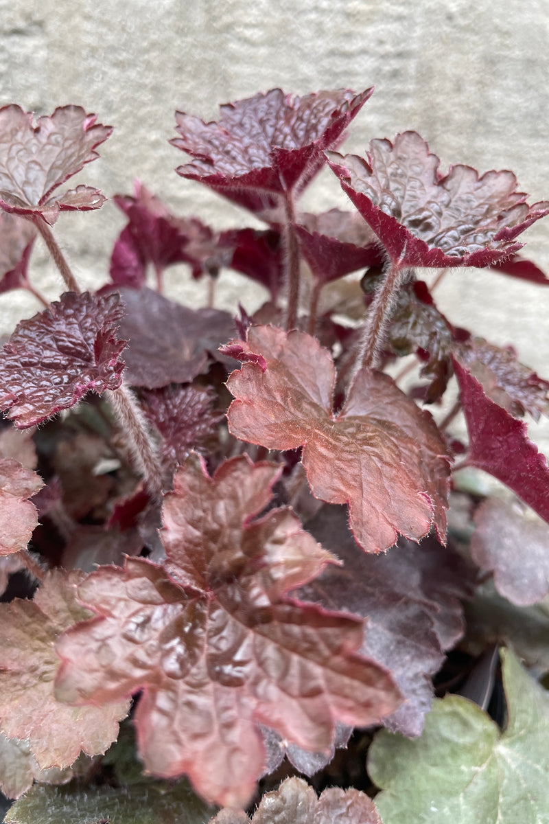 detail image of the burgundy leaves of the Heuchera 'Palace Purple' the middle of April. 