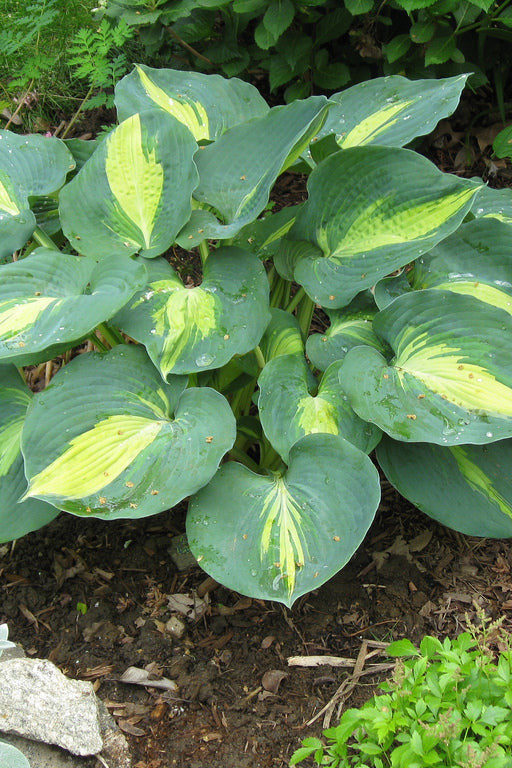 Hosta 'Dream Weaver' w/ variegated green and yellow leaves in a garden setting ©Hoffie Nursery