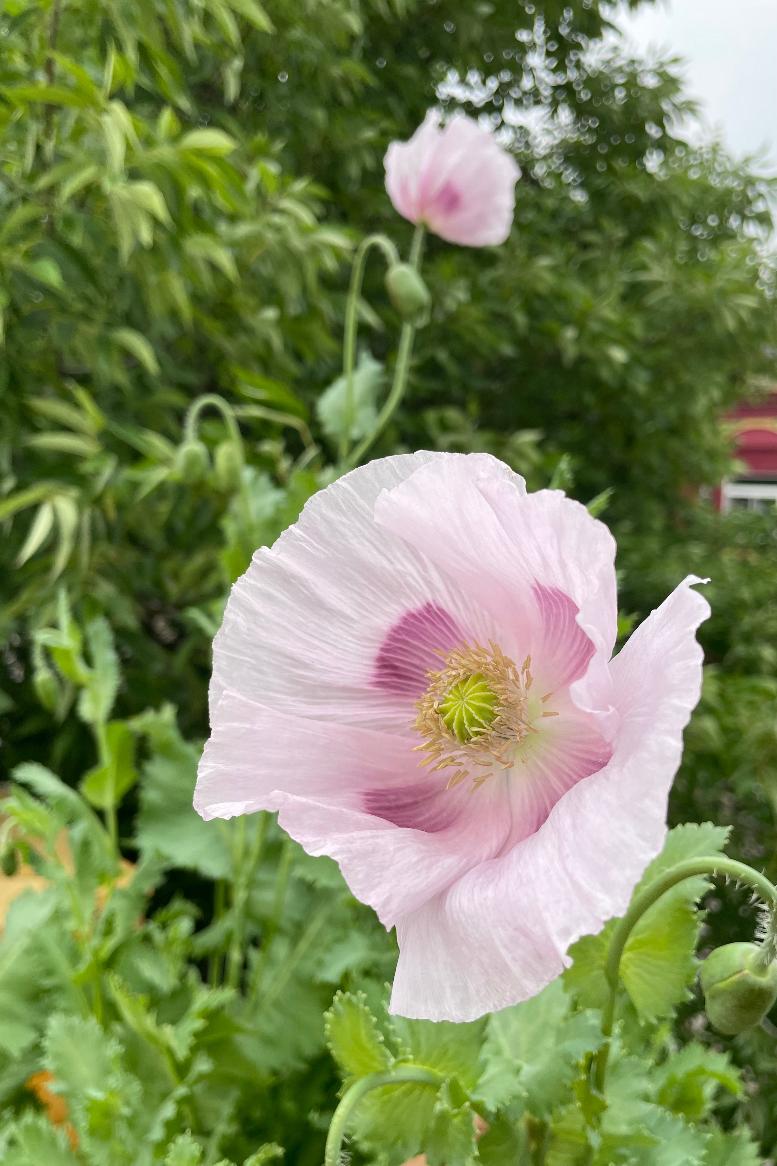 Breadseed. Poppies in bloom the end of June started from seed.