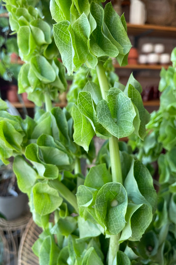 Bells of Ireland up close showing the 'bells' on the stalk