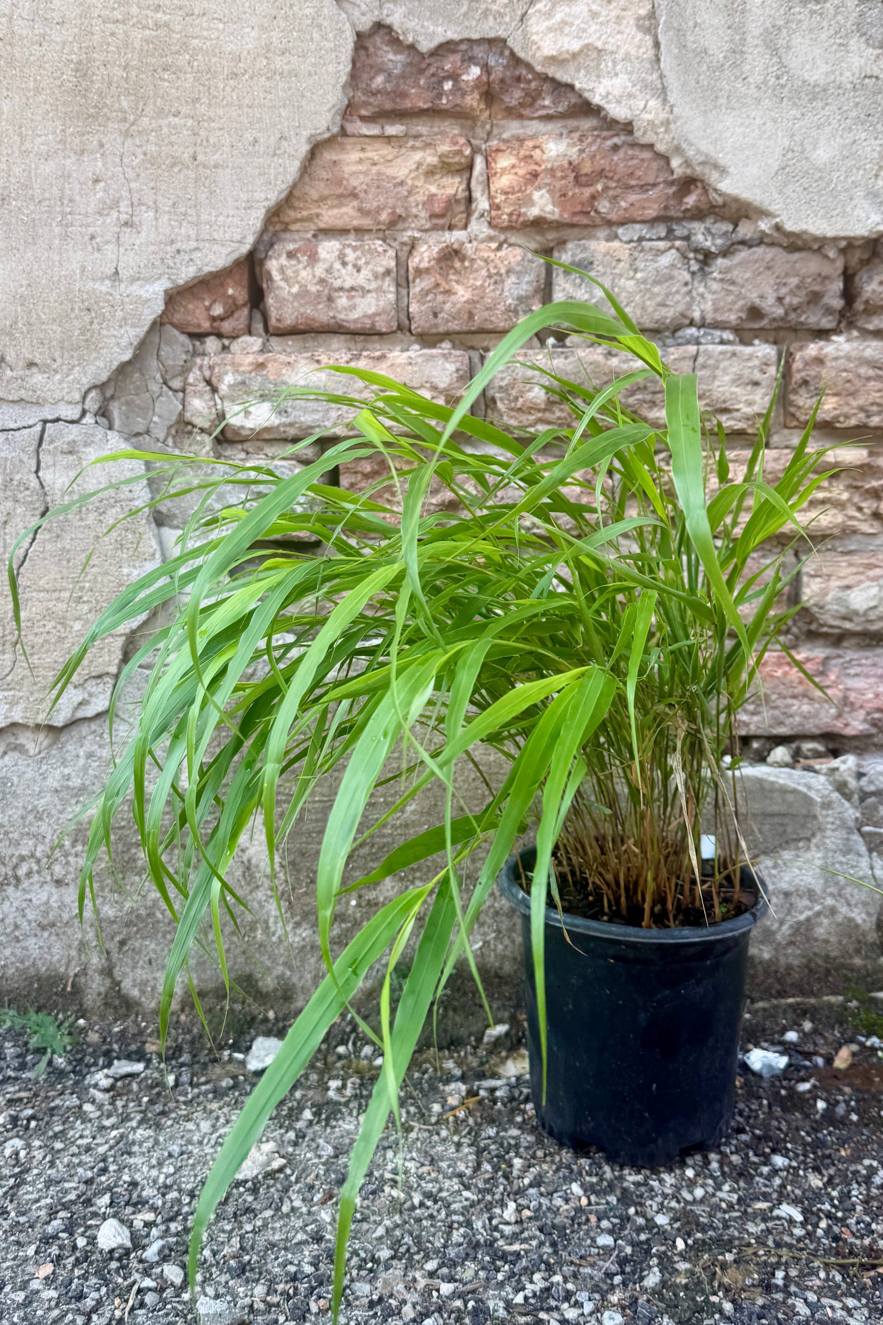 Hakonechloa m. 'Beni-Kazi' grass the beginning of July in its green phase in a #1 growers pot ©Sprout Home