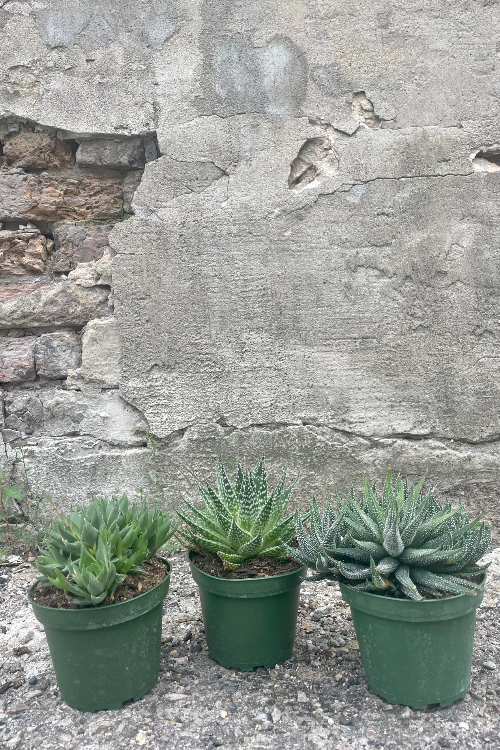 Photo of three different Haworthia succulent plants in green pots against a cement wall. ©Sprout Home