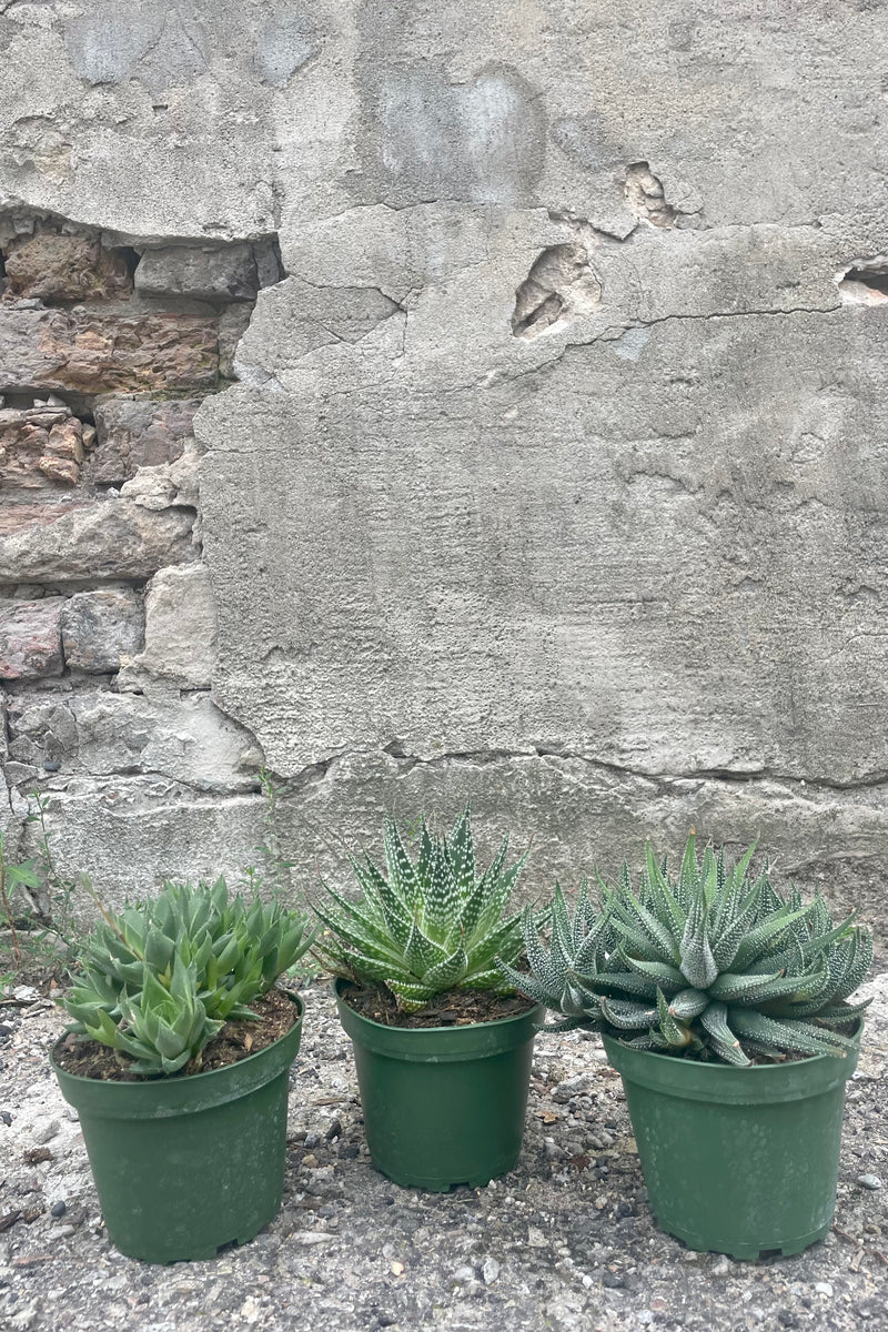 Photo of three different Haworthia succulent plants in green pots against a cement wall.