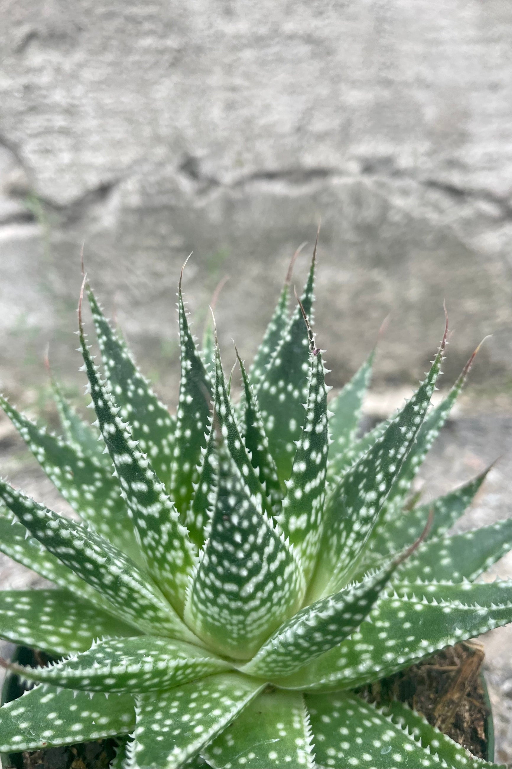 Close photo of Haworthia leaves showing unique spots against a cement wall. ©Sprout Home