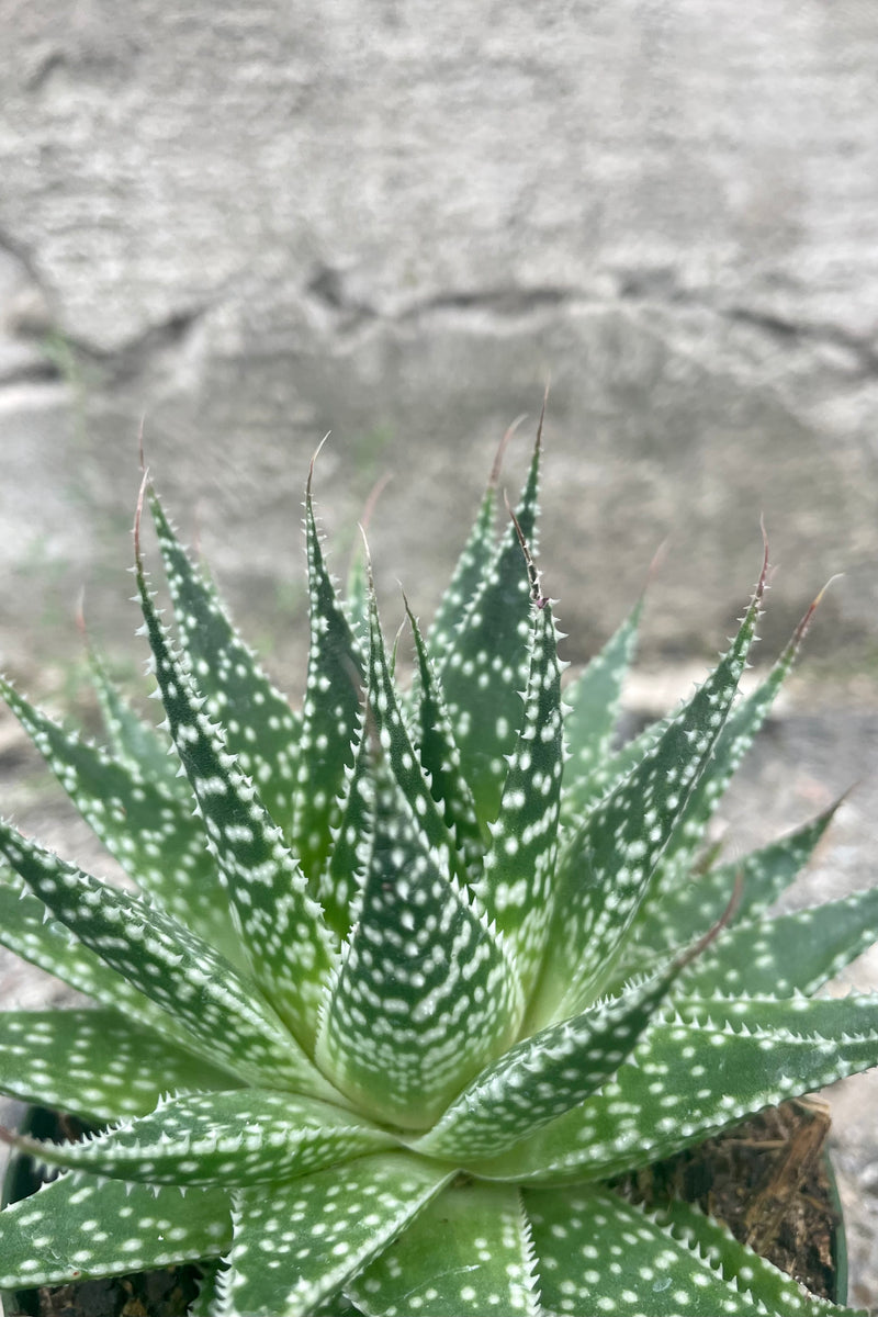 Close photo of Haworthia leaves showing unique spots against a cement wall.