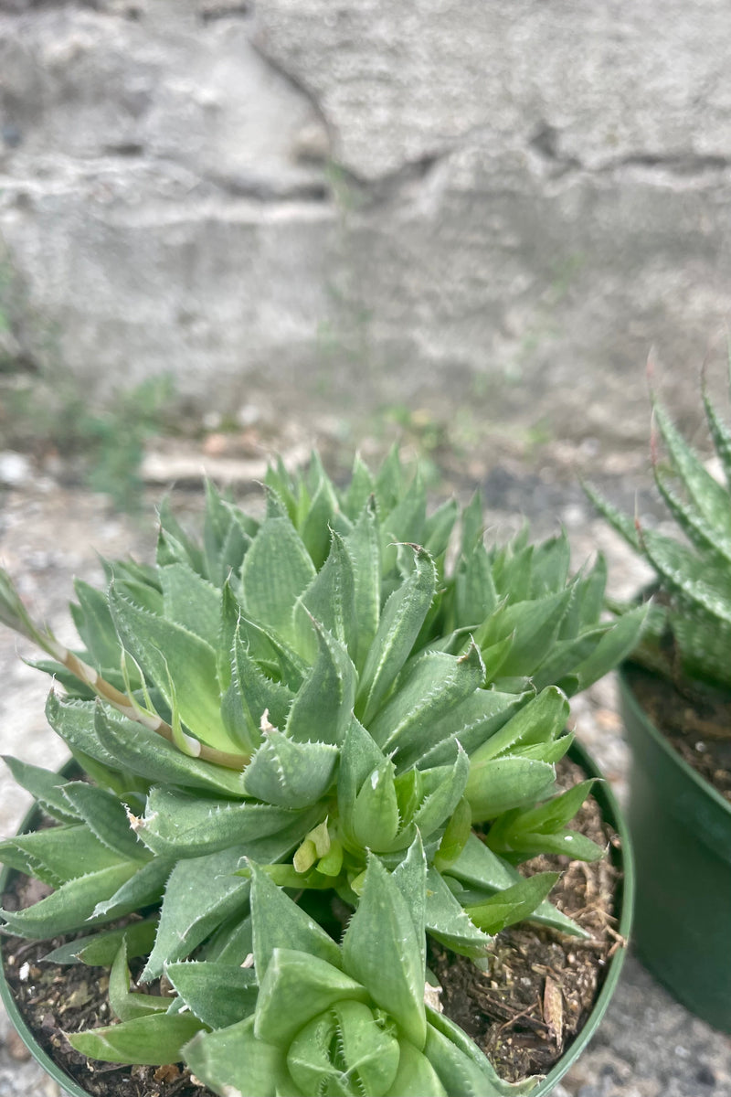 Close photo of green Haworthia plant against a cement wall.