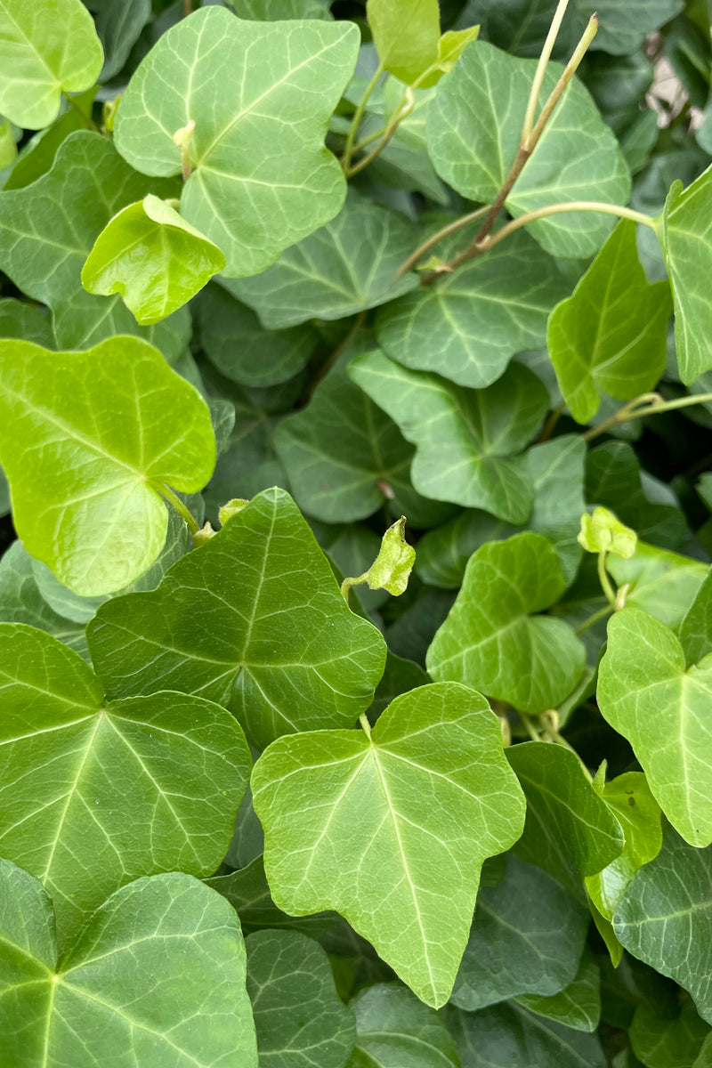Close up of a grouping of Hedera Helix Leaves, almost forming a mat. 