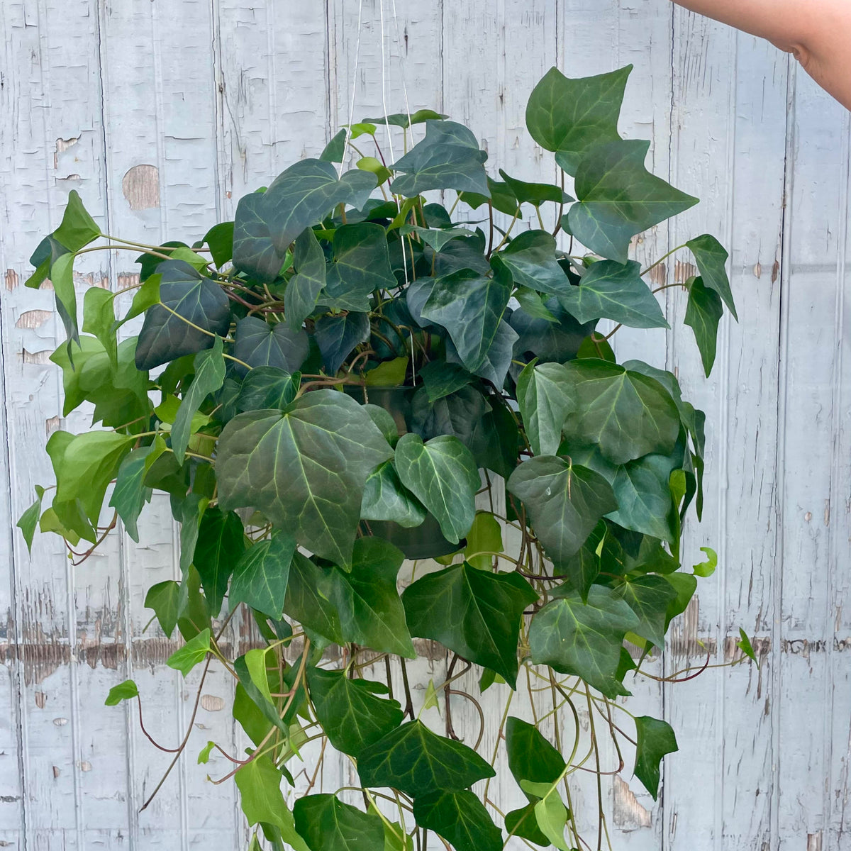 hedera montgomery Hedera algeriensis 