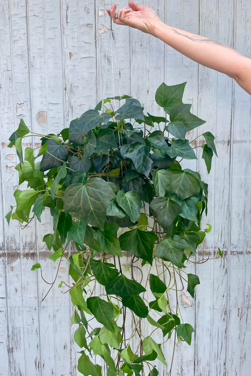 Photo of a hand holding a plant against a gray wall. The plant is a long trailing vine with dark green, broad three-pointed leaves. The plant is commonly called Algerian ivy.