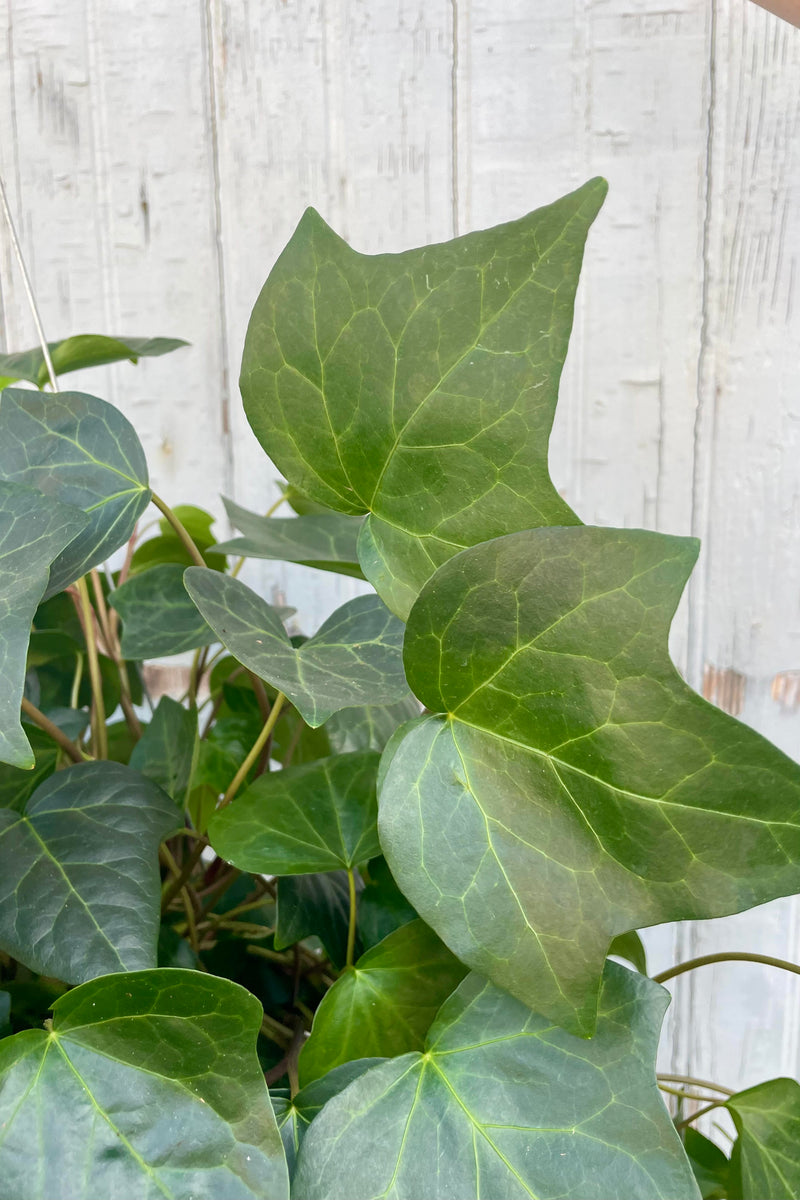 Close photo of dark green leaves with three points against a gray wall. Photo of dark green Algerian Ivy leaves against a gray wall.