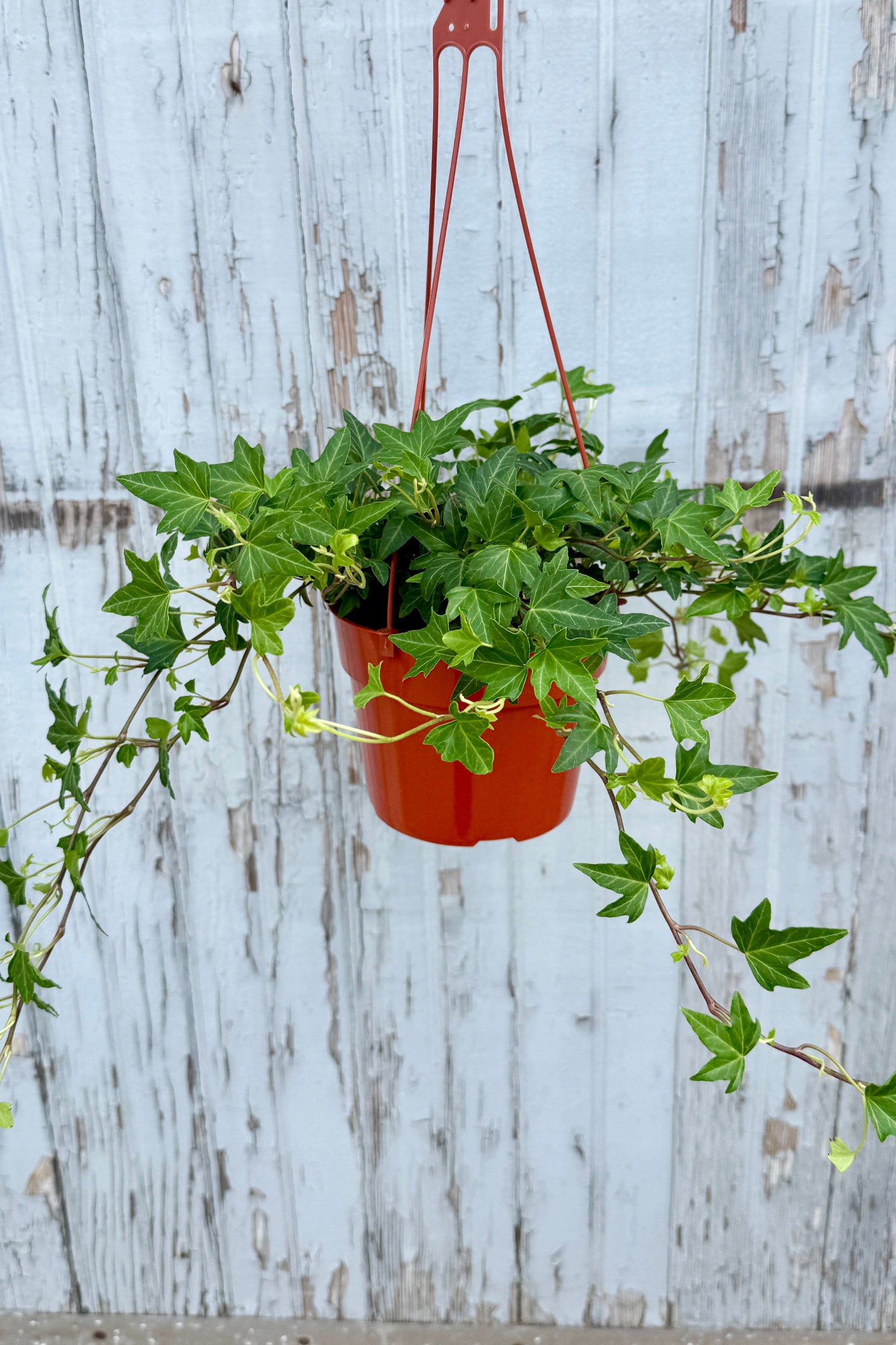 Hedera helix 'Needlepoint' plant in a 6" hanging grower pot against a gray blue wood wall ©Sprout Home 