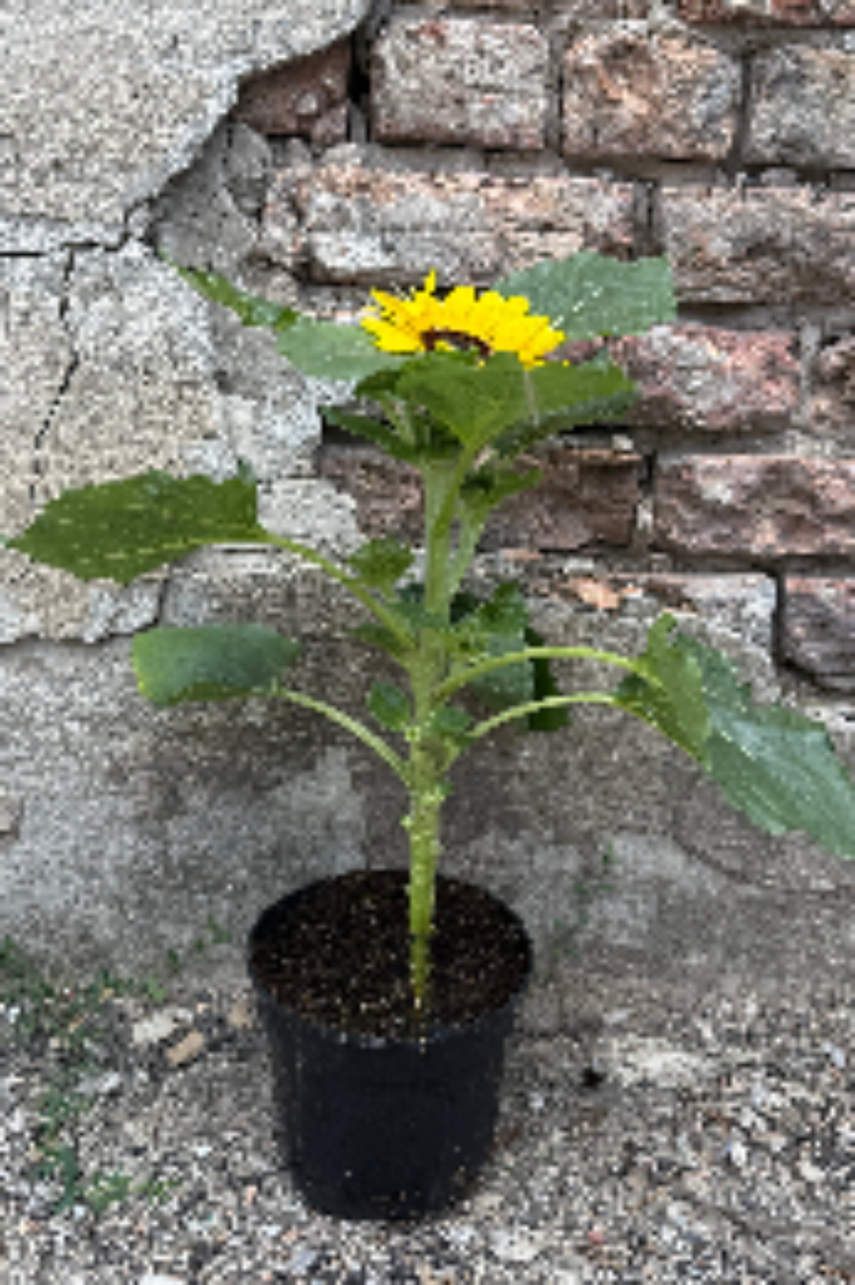 A young sunflower Helianthus plant in a black plastic nursery pot, set against a rustic stone wall background. ©Sprout Home