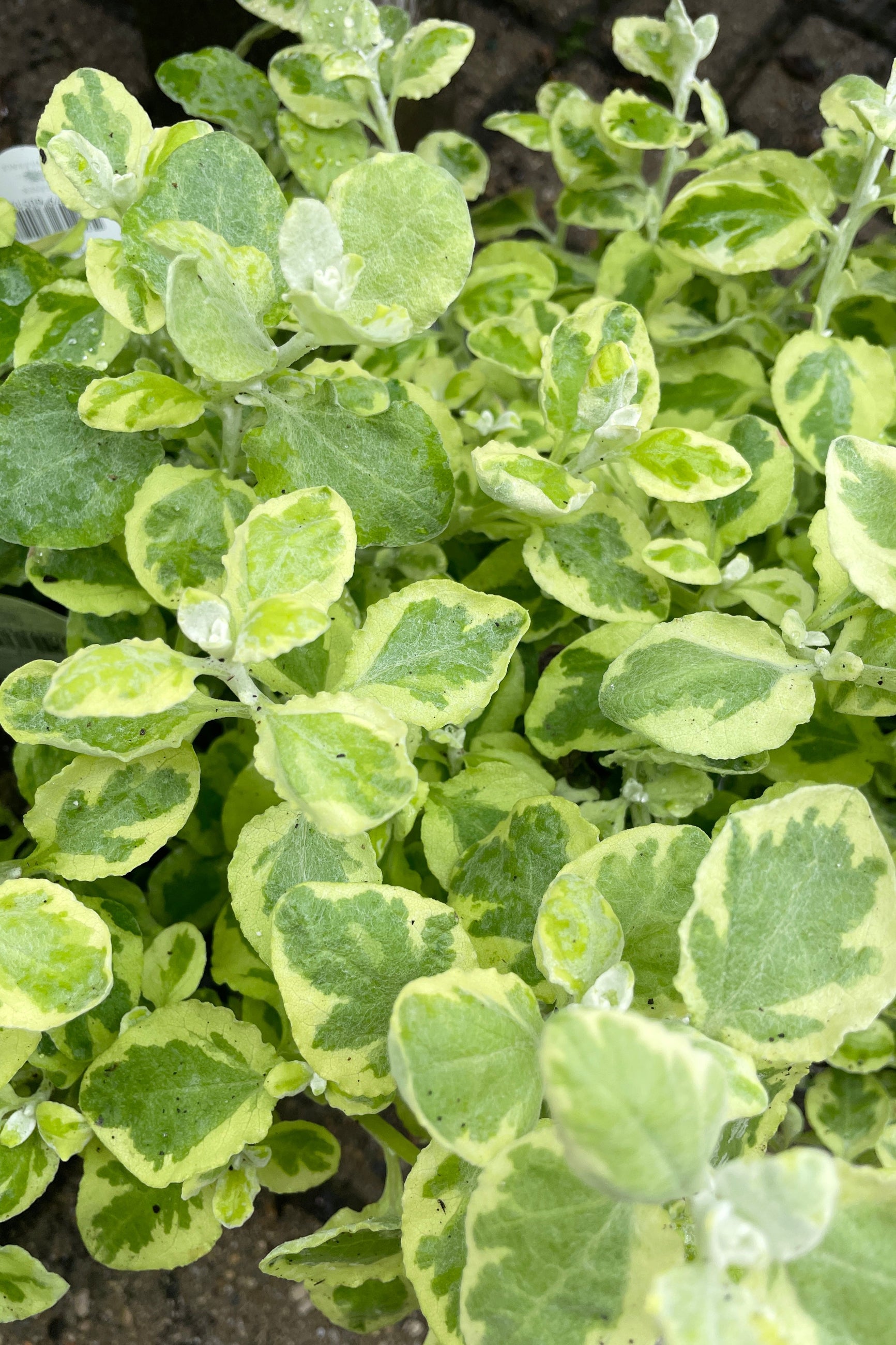 A detail picture of a variegated Helichrysum annual mid May ©Sprout Home