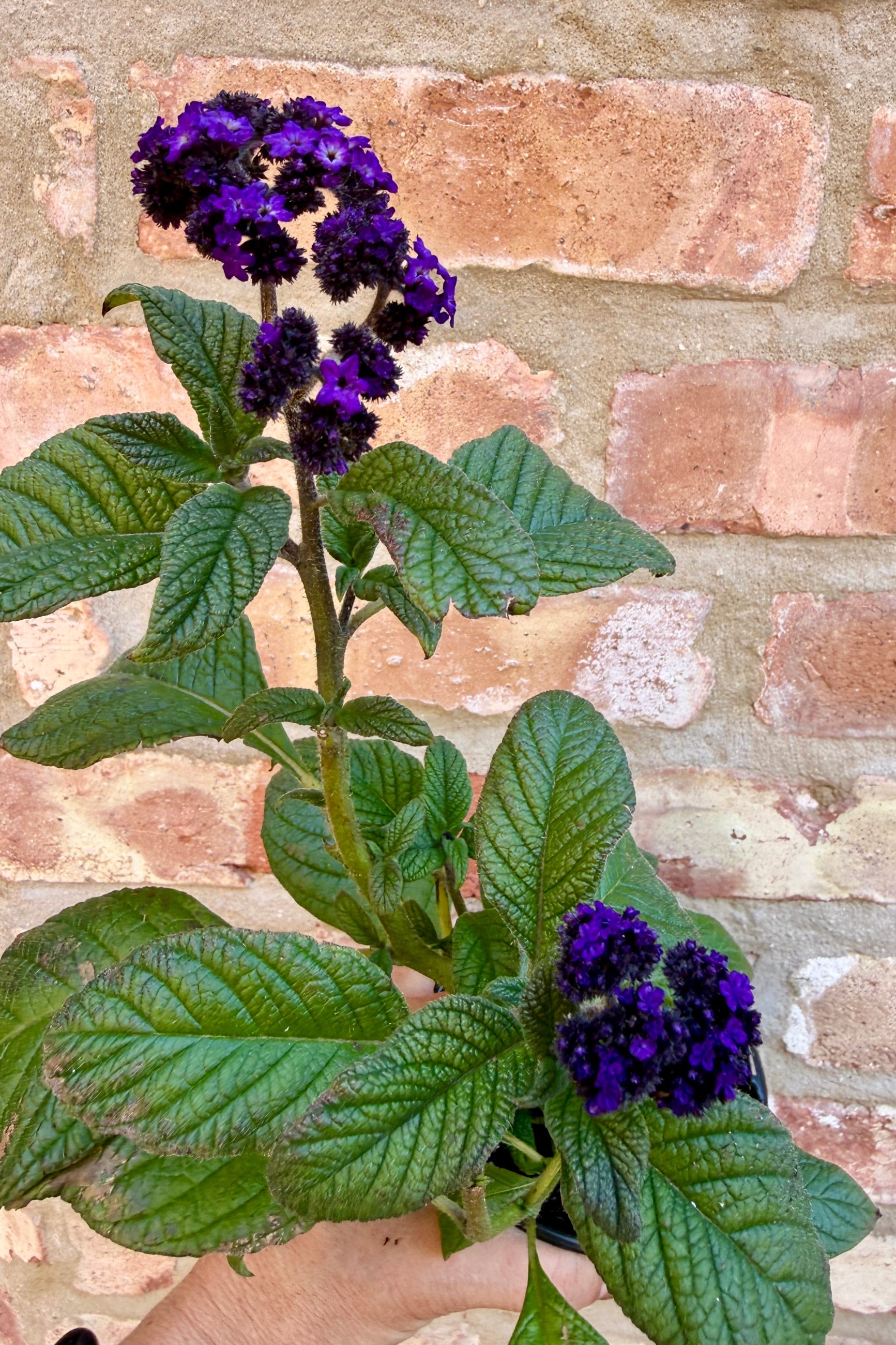Purple flowers with green leaves of Heliotropium (assorted) against a brick wall background the end of May ©Sprout Home