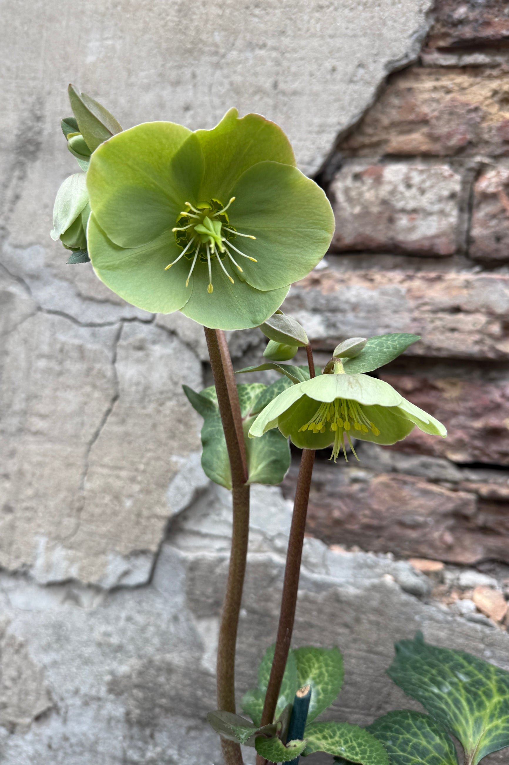 Helleborus 'Illumi Lime' flowers in bloom light green against a concrete and brick wall ©Sprout Home