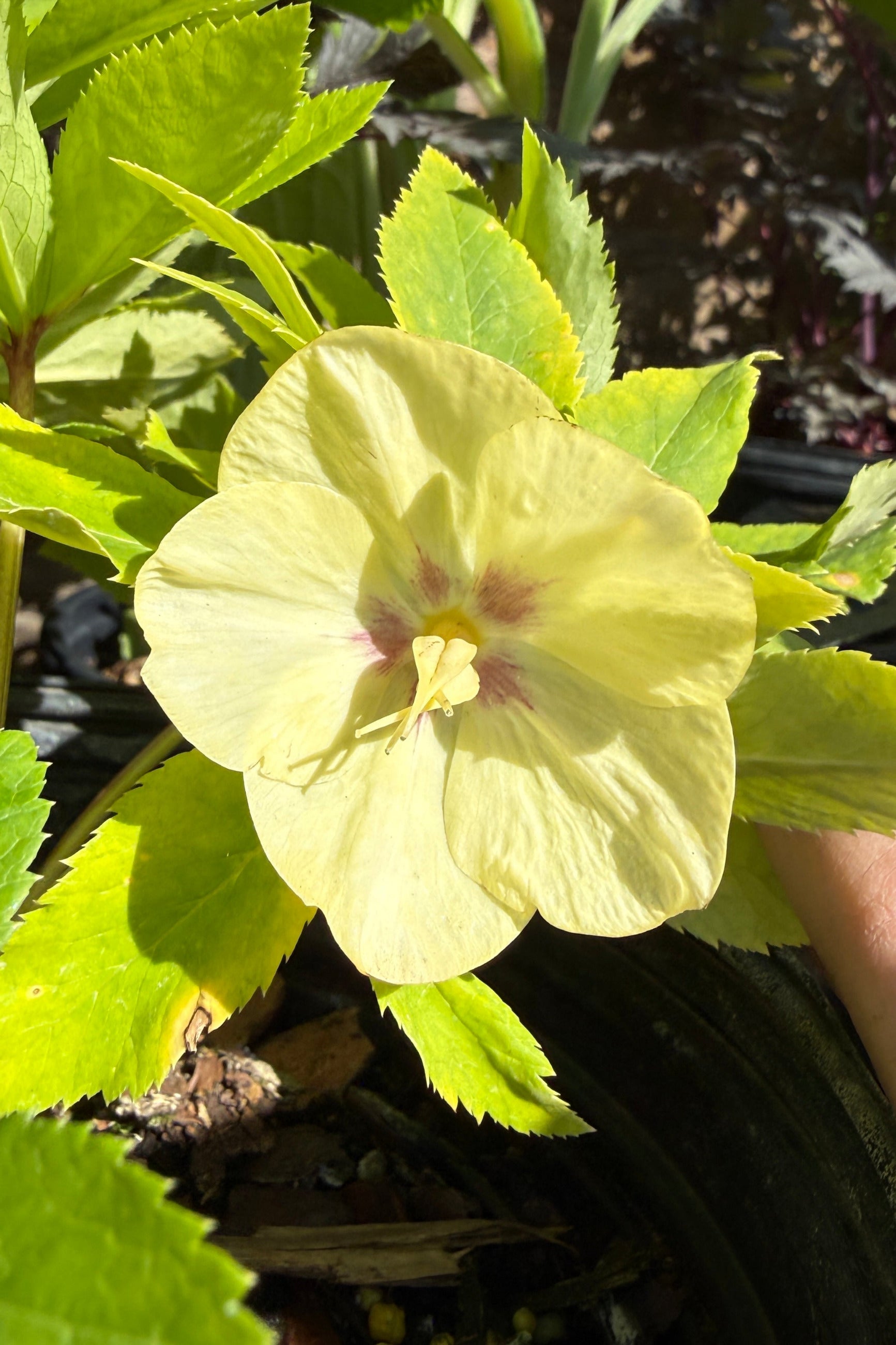 Helleborus 'California Dreaming' yellow flower up close the middle of May ©Sprout Home