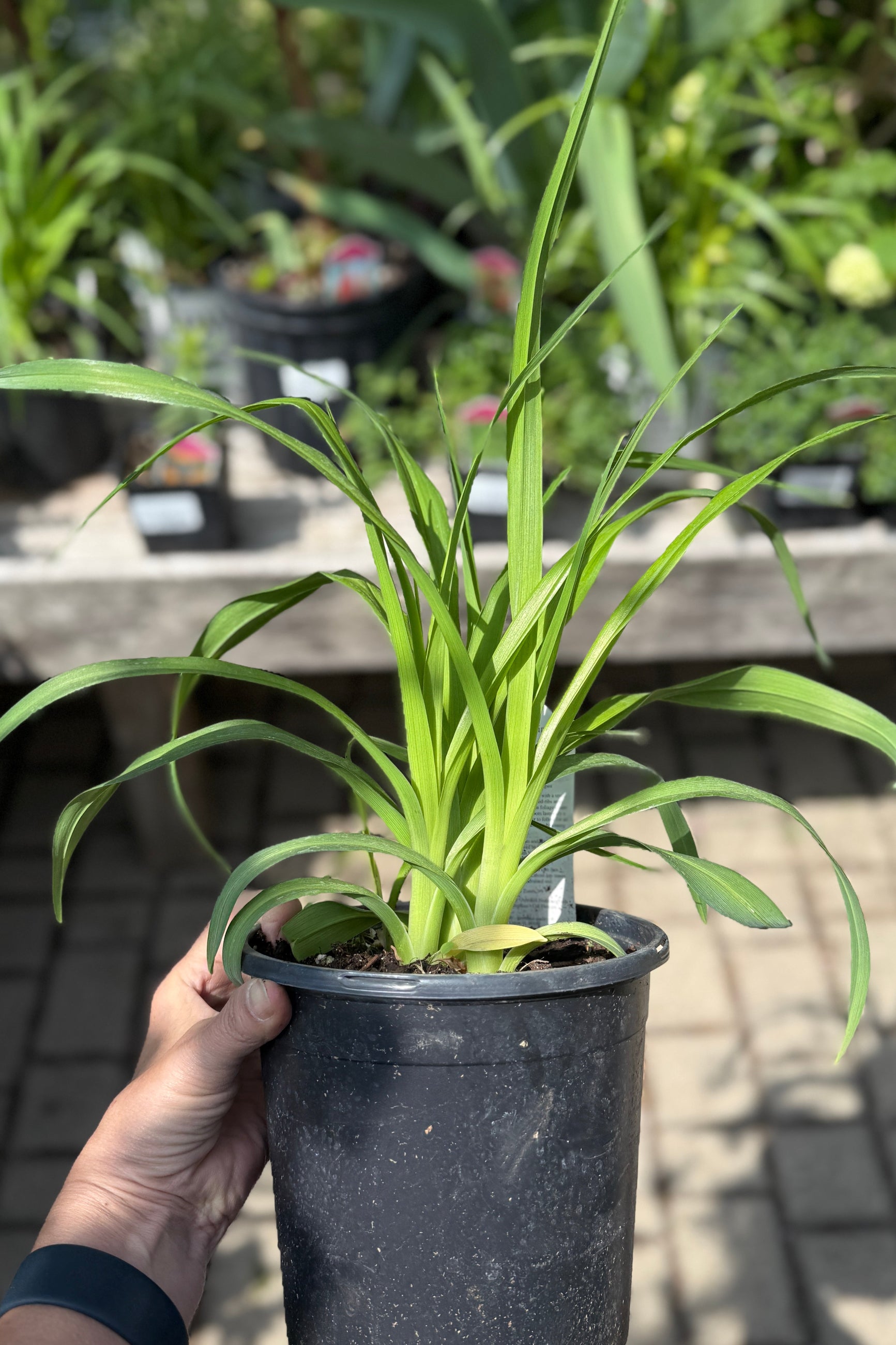 'Chicago Fire' daylily prior to bud the beginning of May in a #1 growers pot