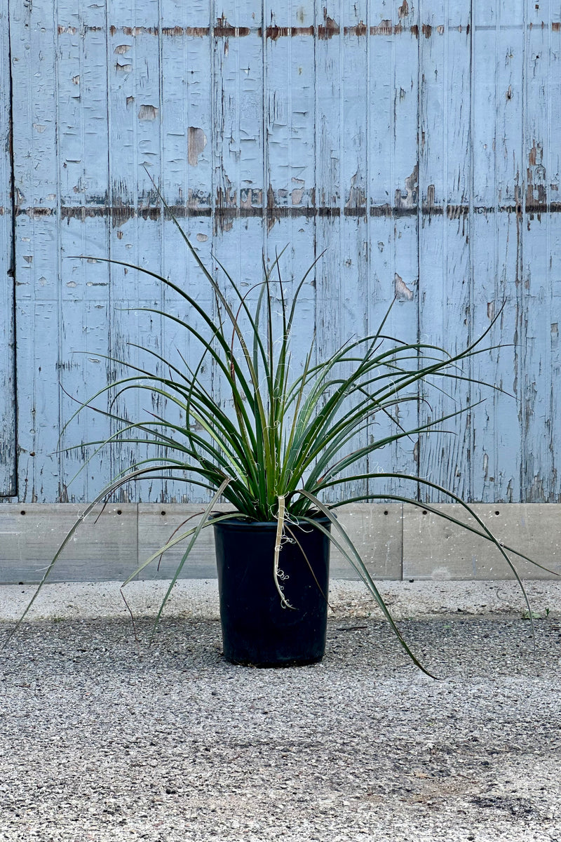 Hesperaloe parviflora in a #5 growers pot in front of a wood gray wall at Sprout Home. 